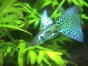 �u���[�O���X�E���{��