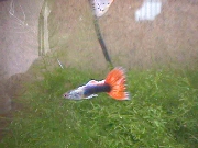 ���b�h�^�L�V�[�h���{��