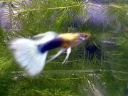 �X�J�C�u���[�^�L�V�[�h���{��